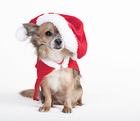 Image showing chihuahua with big santa hat