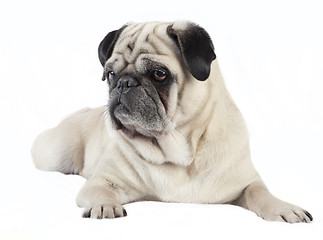 Image showing Pug male dog looking to the side