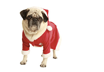 Image showing pug in santa costume standing