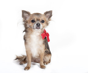 Image showing chihuahua sitting dog with red ribbon 