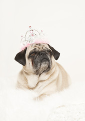 Image showing male pug with a crown