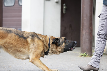 Image showing German Shepherd Dog Waiting