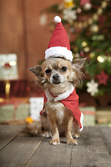 Image showing christmas dog with stocking cap