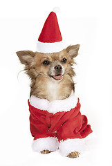 Image showing chihuahua with stocking cap