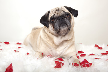 Image showing pug on a white tablecloth with roses