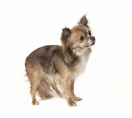 Image showing chihuahua standing looking to the side