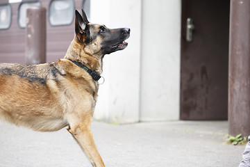 Image showing German Shepherd Dog Waiting
