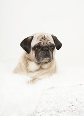 Image showing pug portrait on a white blanket