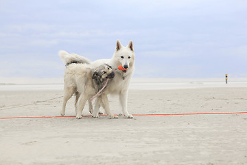 Image showing Two dogs playing on the beach