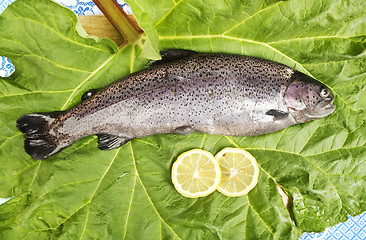 Image showing one fresh trout laid on a leaf