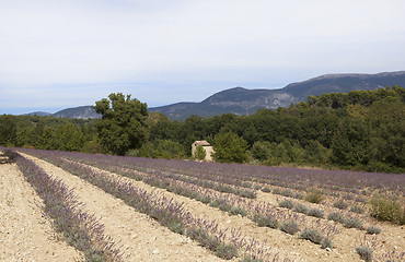 Image showing lavender field