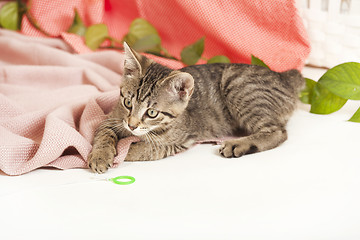 Image showing young cat on blanket