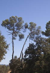 Image showing pine trees south of france