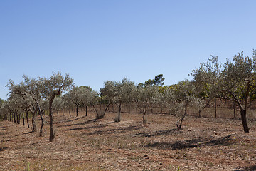 Image showing olive growing south of france