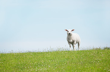 Image showing White Sheep standing on seawall looking, weißes schaf steht auf