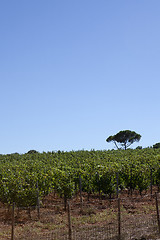 Image showing grapevine in southern france