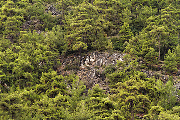 Image showing Green forest