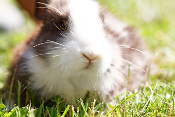 Image showing Cute bunny