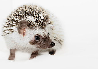 Image showing African white- bellied hedgehog