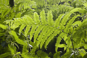 Image showing Bracken