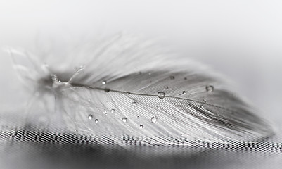 Image showing White feather with water drops