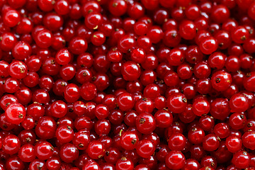 Image showing Background red currants