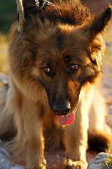 Image showing German shepherd dog