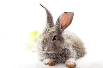 Image showing Gray rabbit