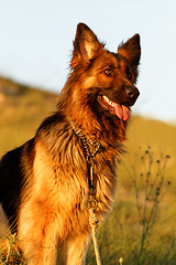 Image showing German shepherd dog