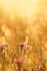 Image showing Meadow at sunset