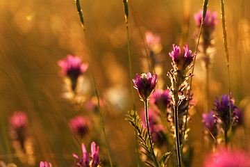 Image showing Meadow at sunset