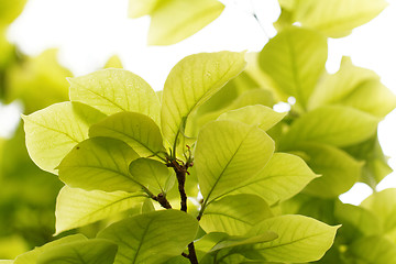 Image showing Green leaf