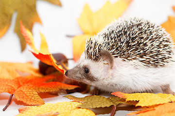 Image showing African white- bellied hedgehog