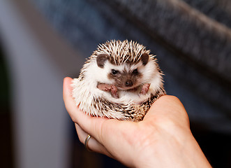 Image showing African white- bellied hedgehog