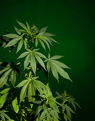 Image showing Marijuana plant