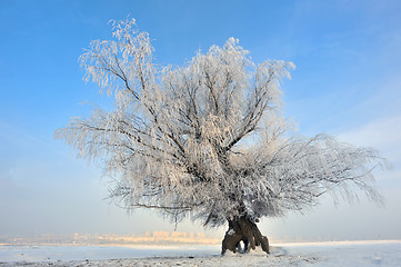 Image showing frozen tree on winter field 