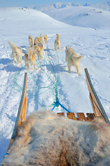 Image showing dog sledging in greenland