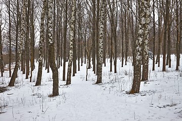 Image showing Winter forest