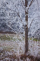 Image showing Winter tree