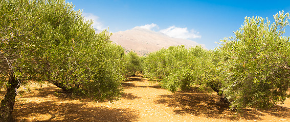 Image showing Olive grove