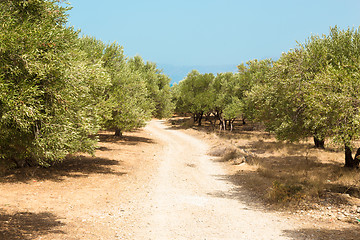 Image showing Olive grove