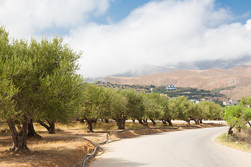 Image showing Olive grove