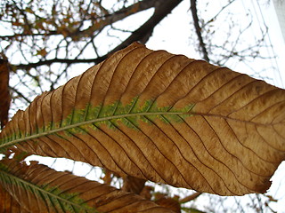 Image showing leaf