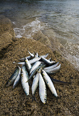 Image showing Sardines