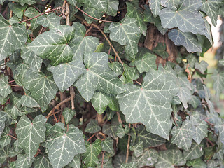 Image showing Ivy leaves