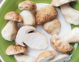 Image showing Porcini Mushroom