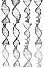 Image showing Set of DNA structure model