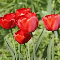 Image showing Group of red tulips