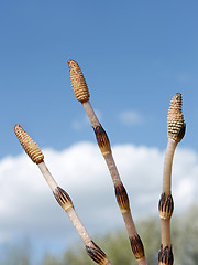Image showing Three horsetail shoots against the sky