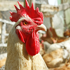 Image showing Adult rooster on the poultry yard